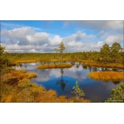 Болото Виру (Эстония, Харьюмаа)