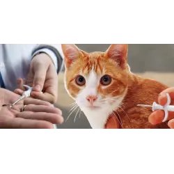 Чипирование домашних животных Animal ID