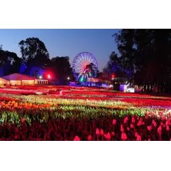 Фестиваль цветов Floriade (Австралия, Канберра)