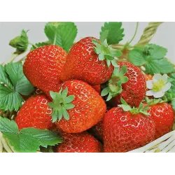 Фестиваль клубники (Таиланд, Самоенг)