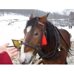 Экскурсия по г. Щирк (Польша, Силезское воеводство)