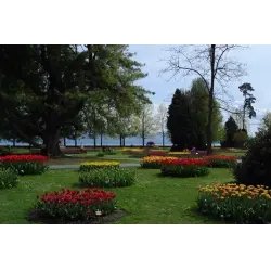 Фестиваль тюльпанов в г. Морж (Швейцария)