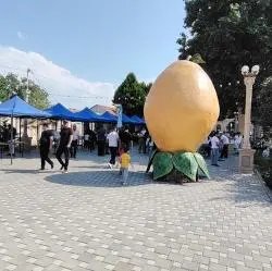 Фестиваль абрикоса (Азербайджан, Самух)